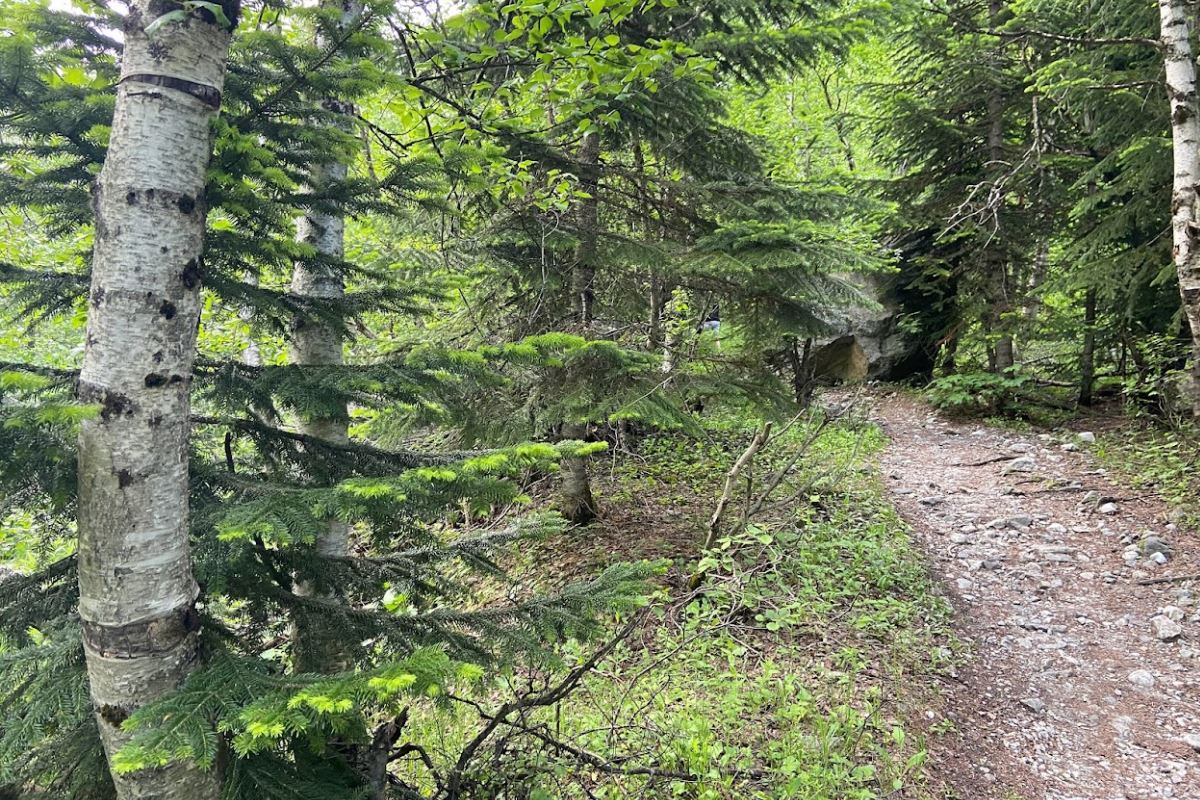 Hiking trail trough mixed forest of Nordmann fir and Caucasian birch ...